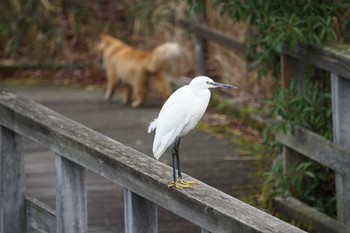 コサギ 甲山森林公園 2019年2月4日(月)