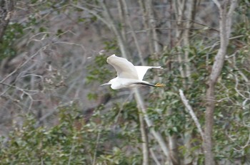 コサギ 甲山森林公園 2019年2月4日(月)