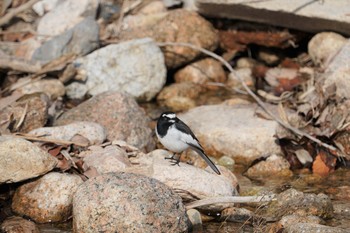 Japanese Wagtail 甲山森林公園 Mon, 2/4/2019