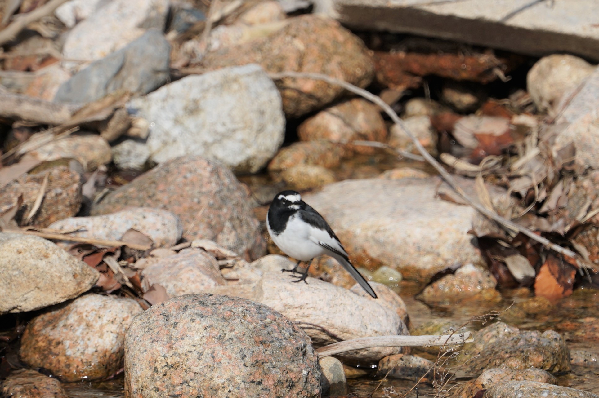 Photo of Japanese Wagtail at 甲山森林公園 by マル