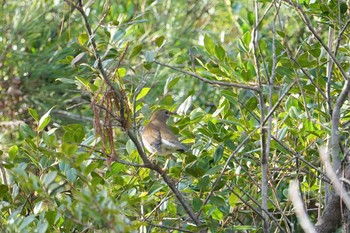 Pale Thrush 甲山森林公園 Mon, 2/4/2019