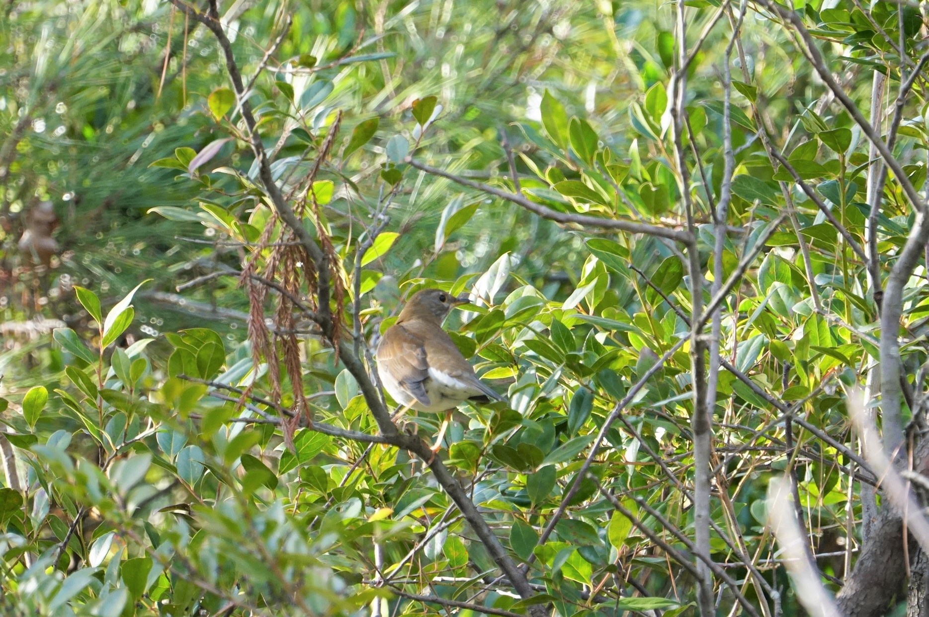 Photo of Pale Thrush at 甲山森林公園 by マル