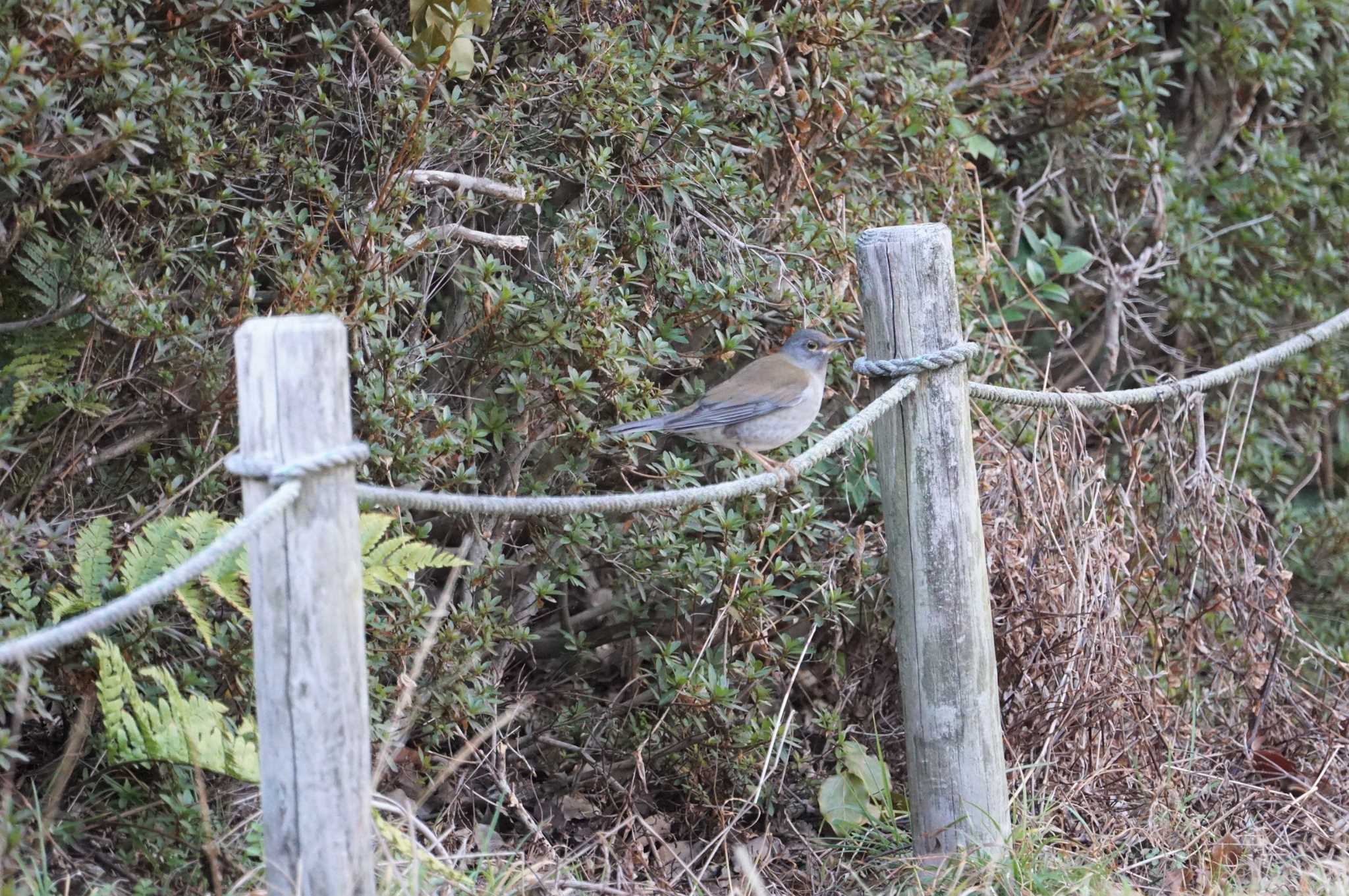 Photo of Pale Thrush at 甲山森林公園 by マル