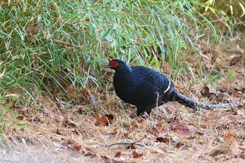 Mikado Pheasant 大雪山国家森林遊楽区 Fri, 1/18/2019