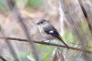 2019年2月4日(月) 加木屋緑地の野鳥観察記録