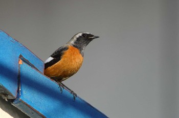 Daurian Redstart 春日井市 Fri, 12/21/2018