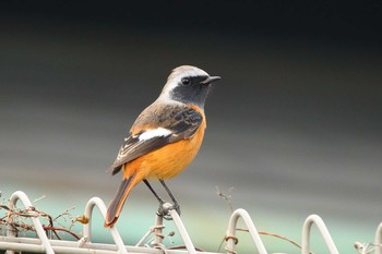 Daurian Redstart 春日井市 Sat, 12/1/2018