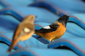 Daurian Redstart 春日井市 Fri, 12/21/2018