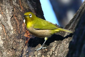 Warbling White-eye 春日井市 Fri, 1/4/2019