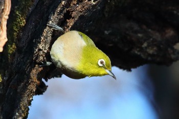 Warbling White-eye 春日井市 Fri, 1/4/2019