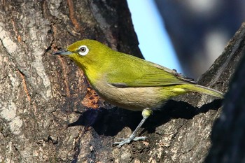 Warbling White-eye 春日井市 Fri, 1/4/2019