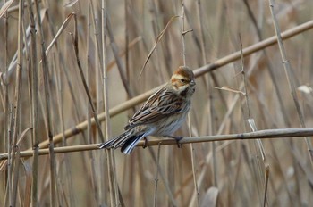 Common Reed Bunting 春日井市 Sun, 1/6/2019