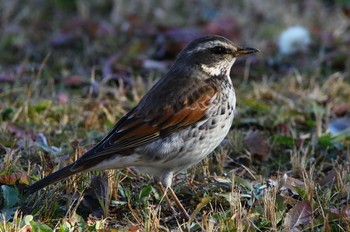 Dusky Thrush 春日井市 Fri, 1/11/2019