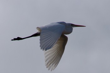 Great Egret Unknown Spots Sun, 1/27/2019