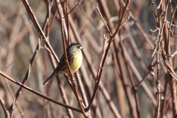 Masked Bunting Unknown Spots Sun, 1/27/2019