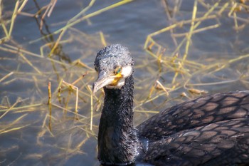 Great Cormorant Unknown Spots Wed, 1/16/2019