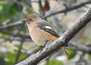 ジョウビタキ 播磨中央公園(兵庫県) 2019年2月3日(日)