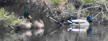 マガモ 播磨中央公園(兵庫県) 2019年2月3日(日)