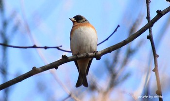 アトリ 水の森 2019年1月14日(月)