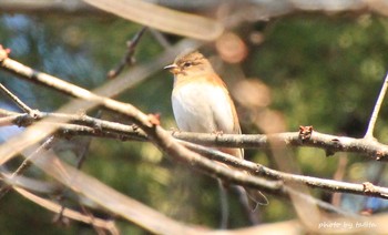 アトリ 水の森 2019年1月14日(月)