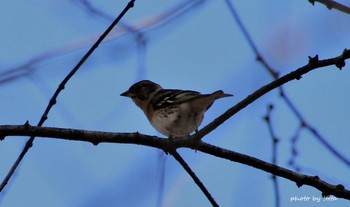 アトリ 水の森 2019年1月14日(月)