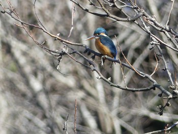 カワセミ 七つ洞公園 2019年2月4日(月)