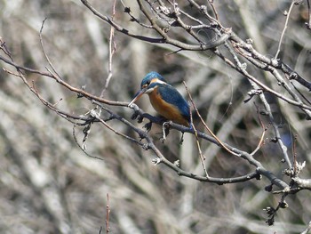 カワセミ 七つ洞公園 2019年2月4日(月)