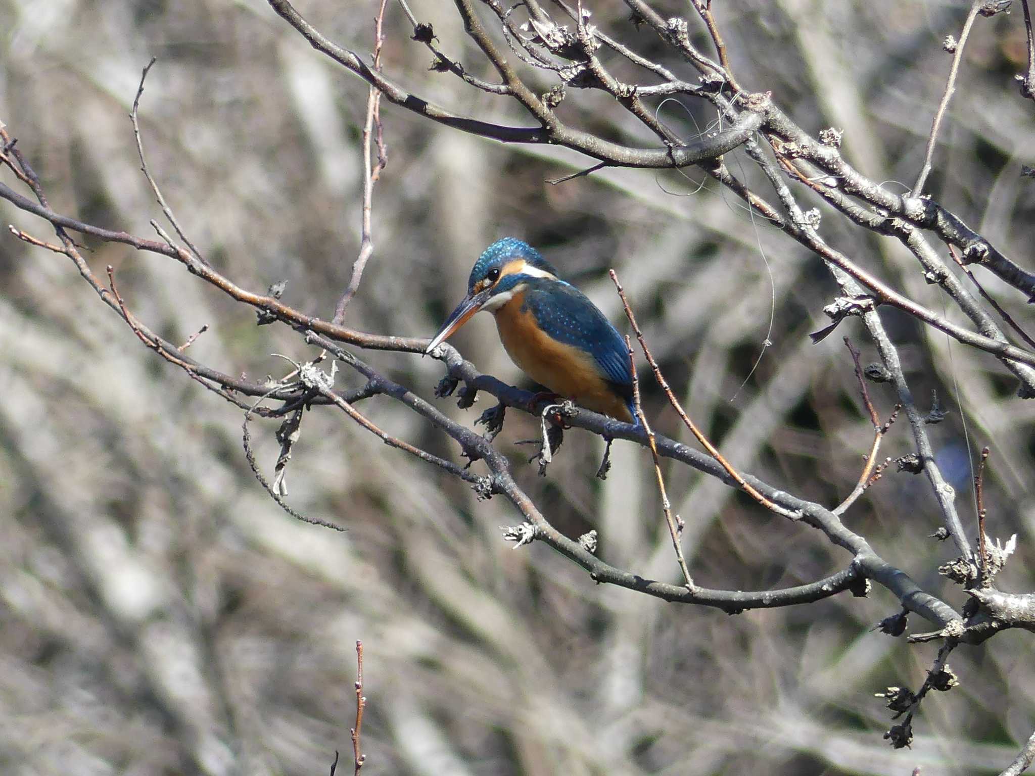 Photo of Common Kingfisher at 七つ洞公園 by 栗もなか