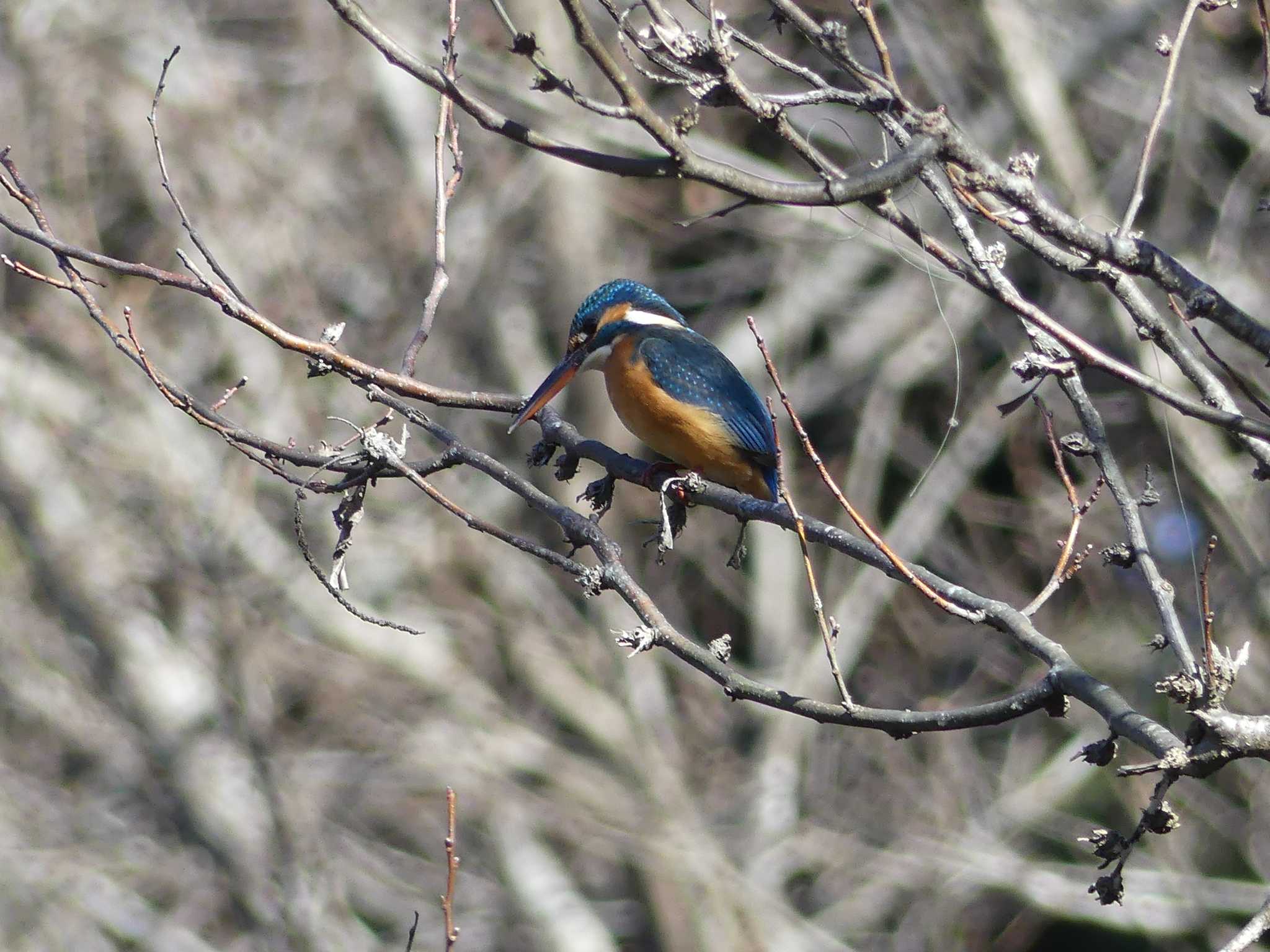 Photo of Common Kingfisher at 七つ洞公園 by 栗もなか