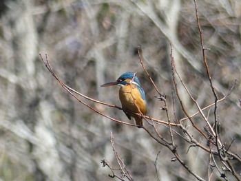 カワセミ 七つ洞公園 2019年2月4日(月)