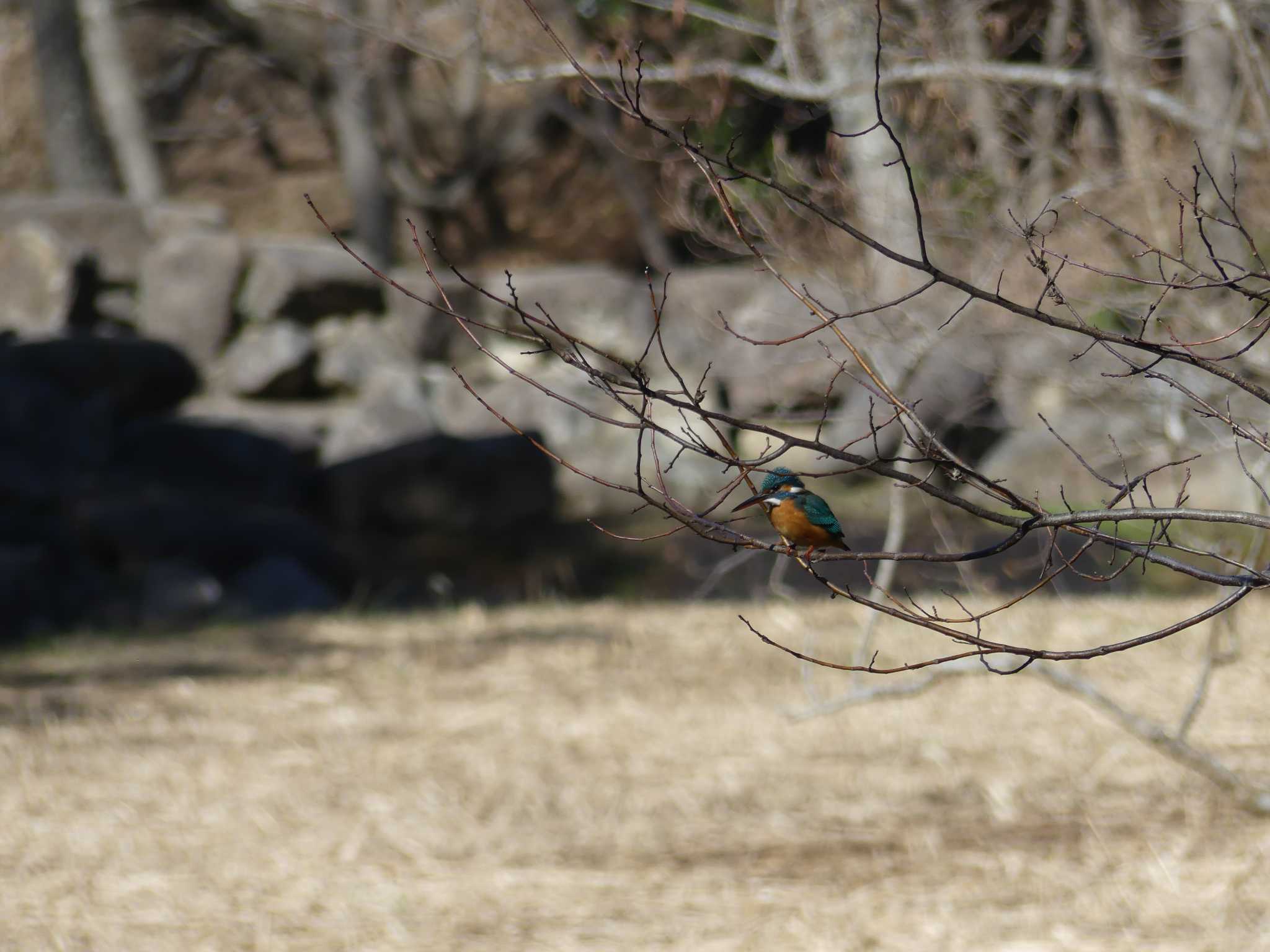 Common Kingfisher