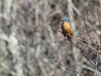 Common Kingfisher 七つ洞公園 Mon, 2/4/2019
