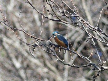 カワセミ 七つ洞公園 2019年2月4日(月)