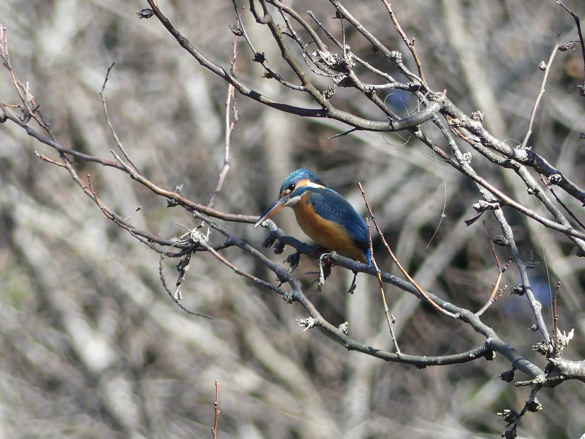 Photo of Common Kingfisher at 七つ洞公園 by 栗もなか