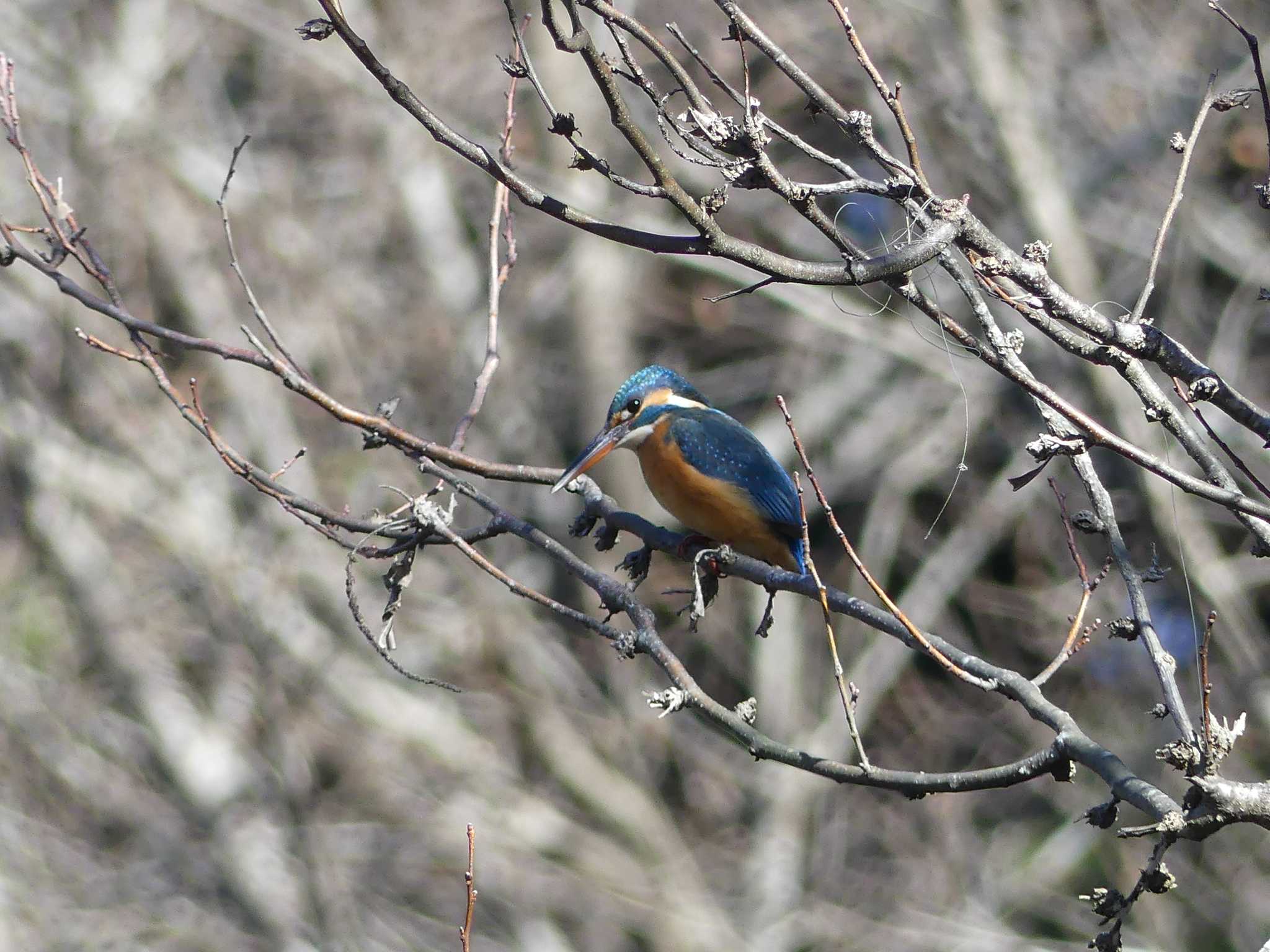 Common Kingfisher