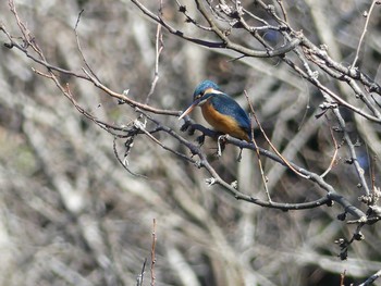 カワセミ 七つ洞公園 2019年2月4日(月)