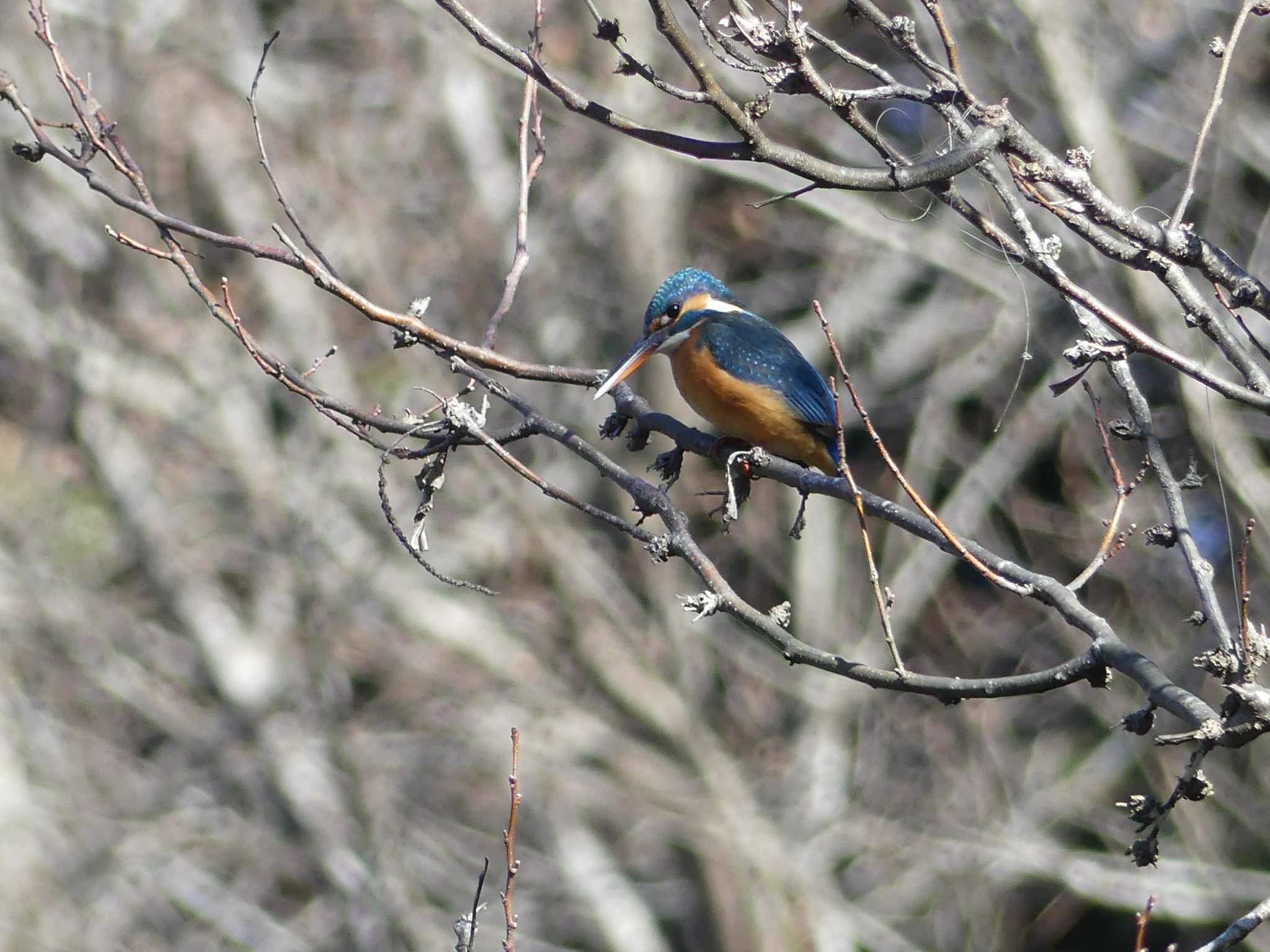 Common Kingfisher