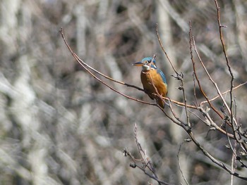 カワセミ 七つ洞公園 2019年2月4日(月)