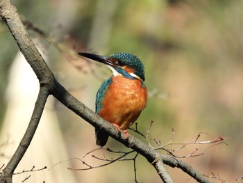 2019年2月4日(月) 町田〜相模原界隈の野鳥観察記録