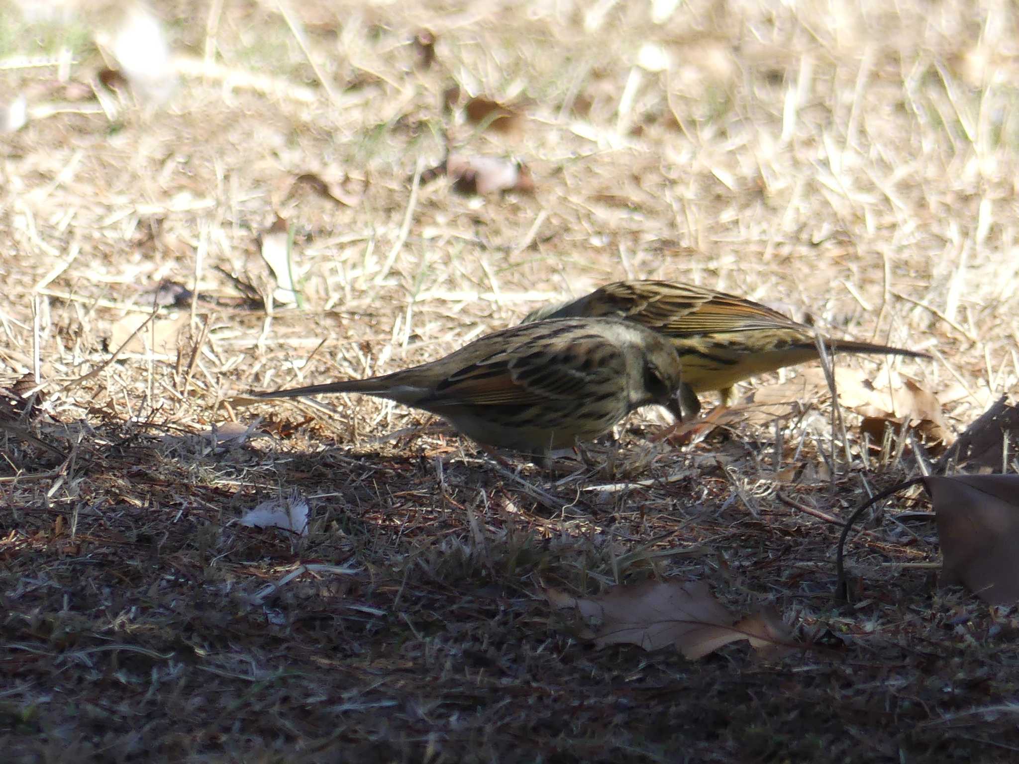 Masked Bunting