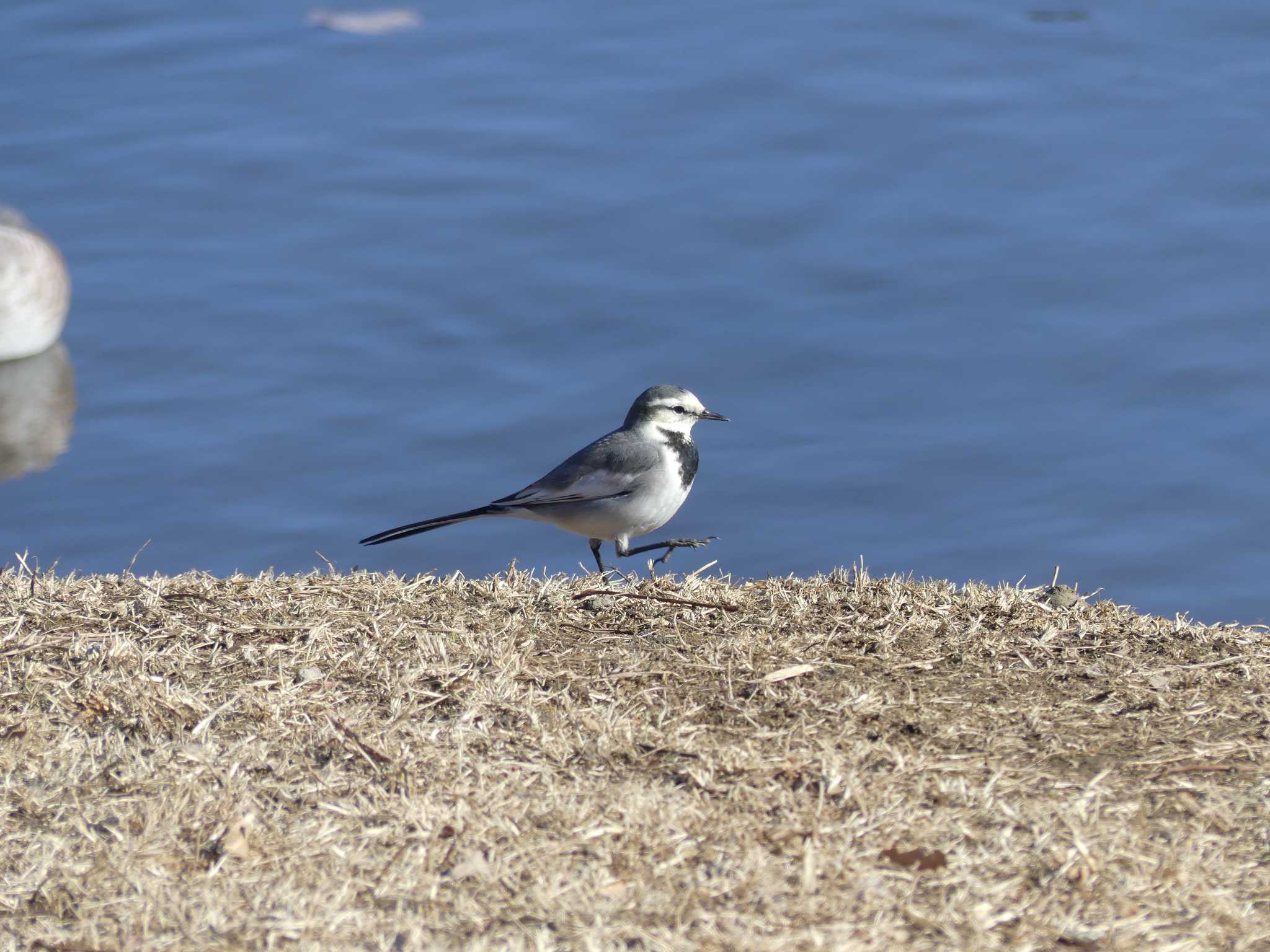 Wagtail