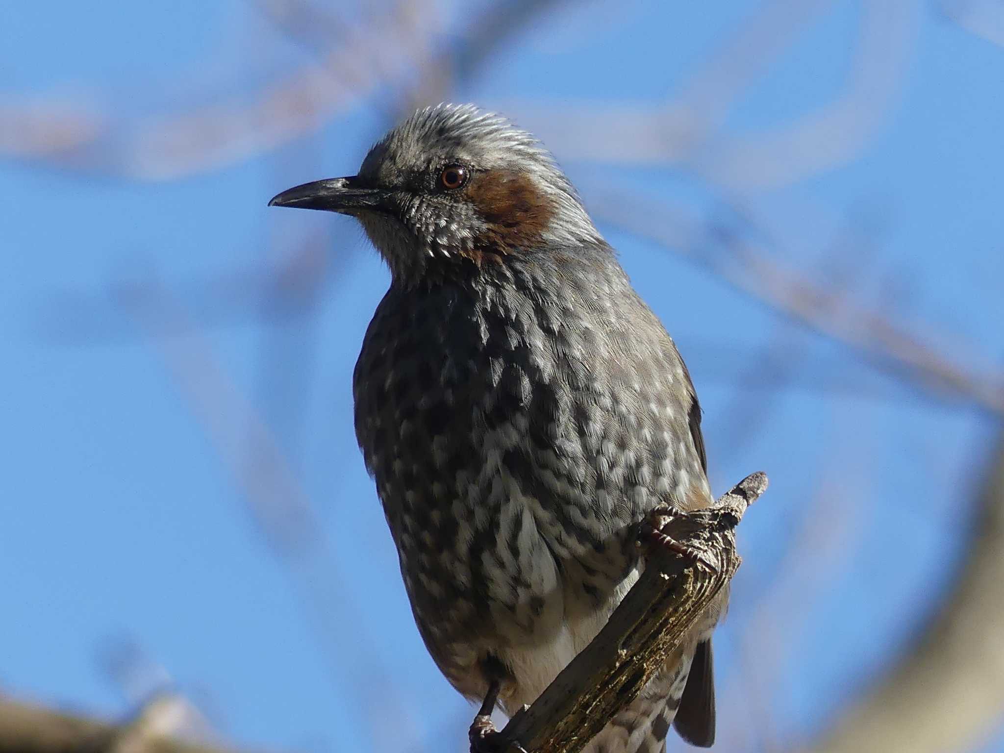 Brown-eared Bulbul