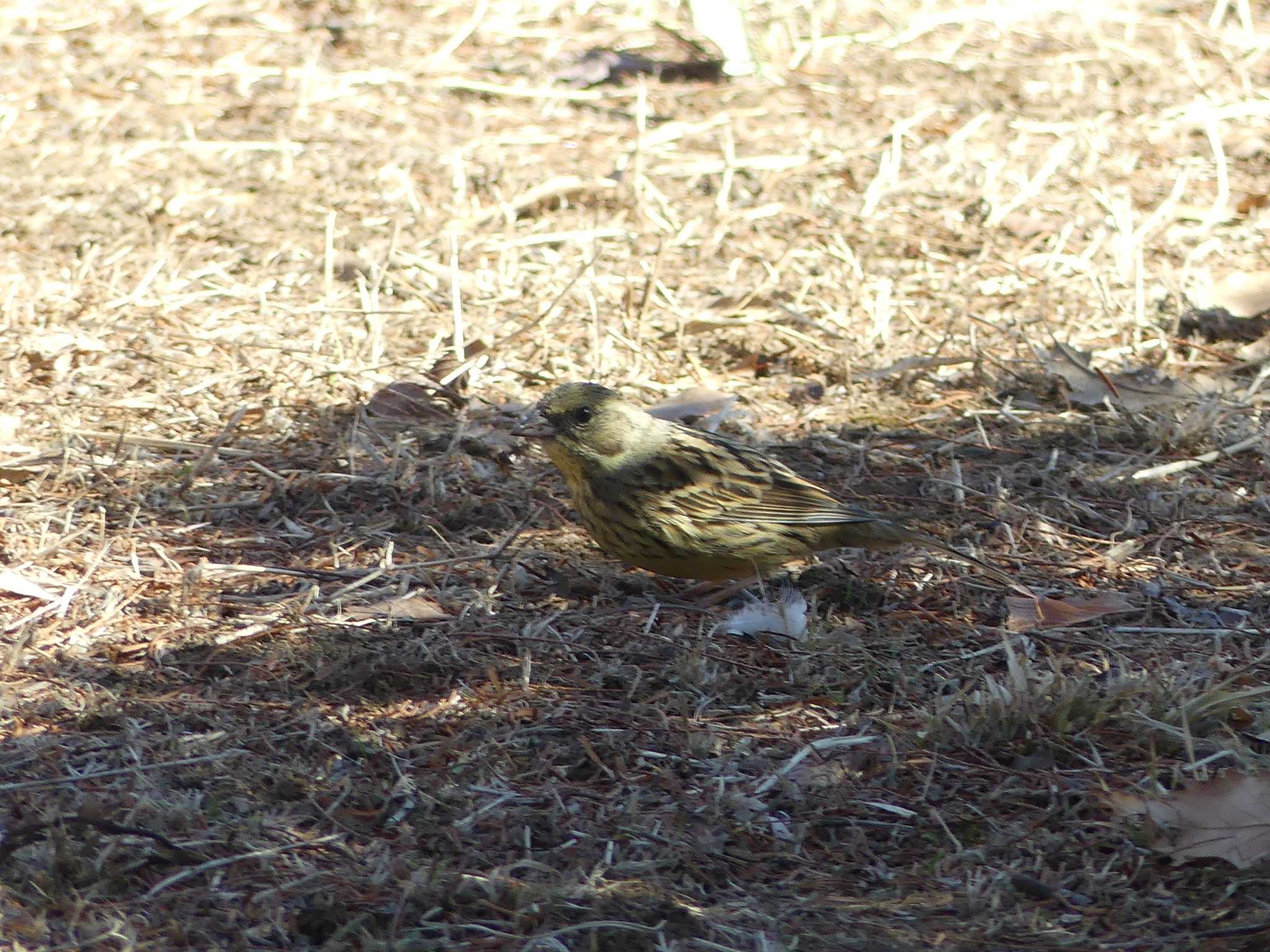 Masked Bunting