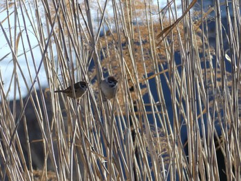 2019年2月4日(月) 大塚池公園の野鳥観察記録