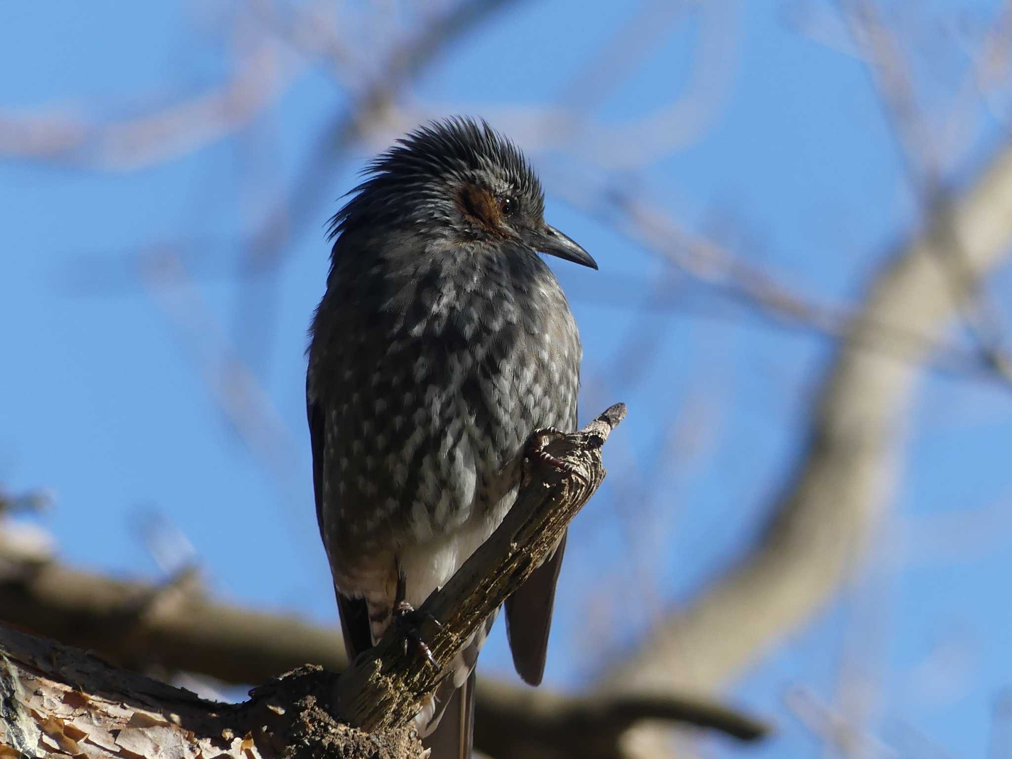 Brown-eared Bulbul