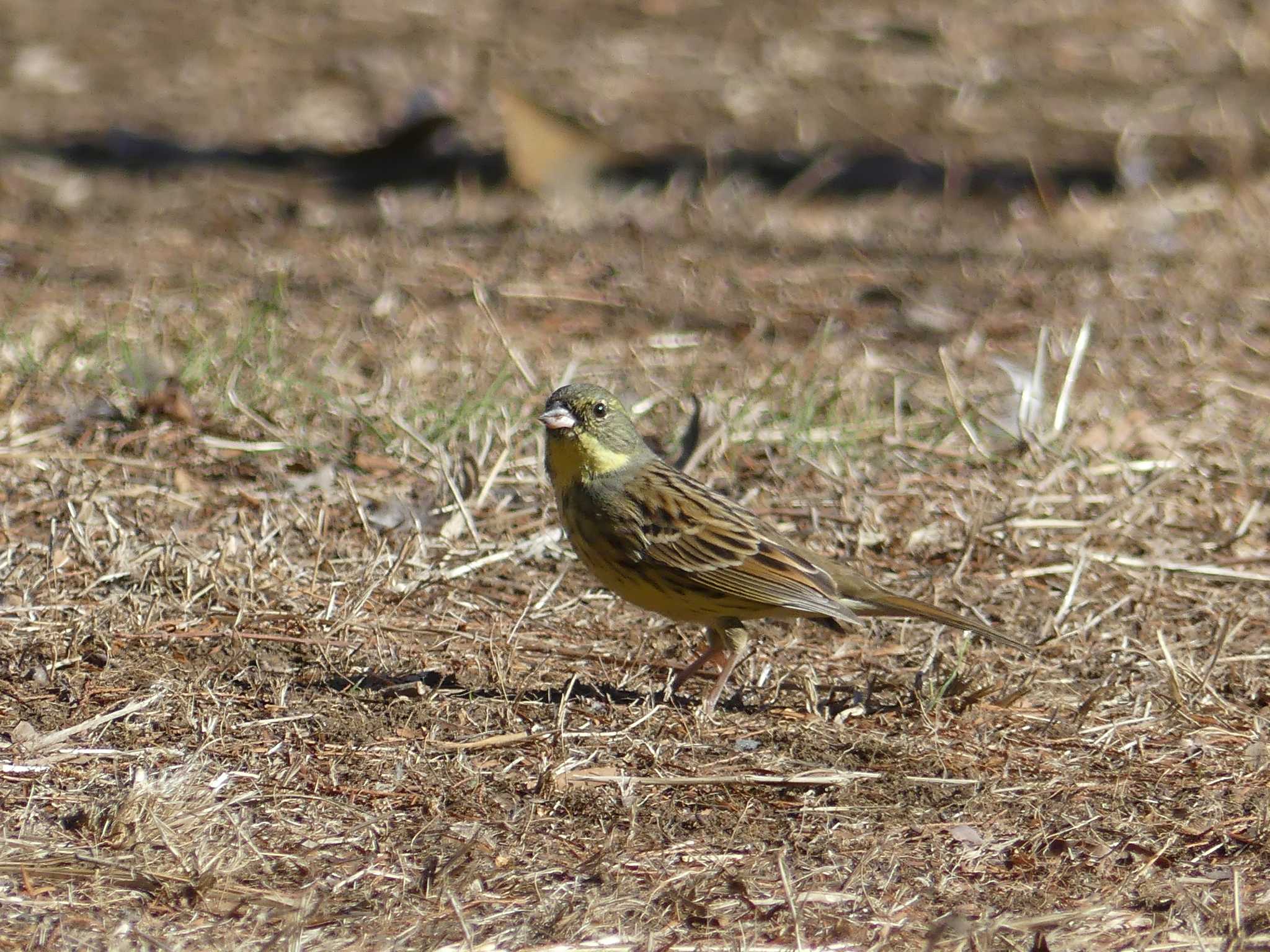 Masked Bunting