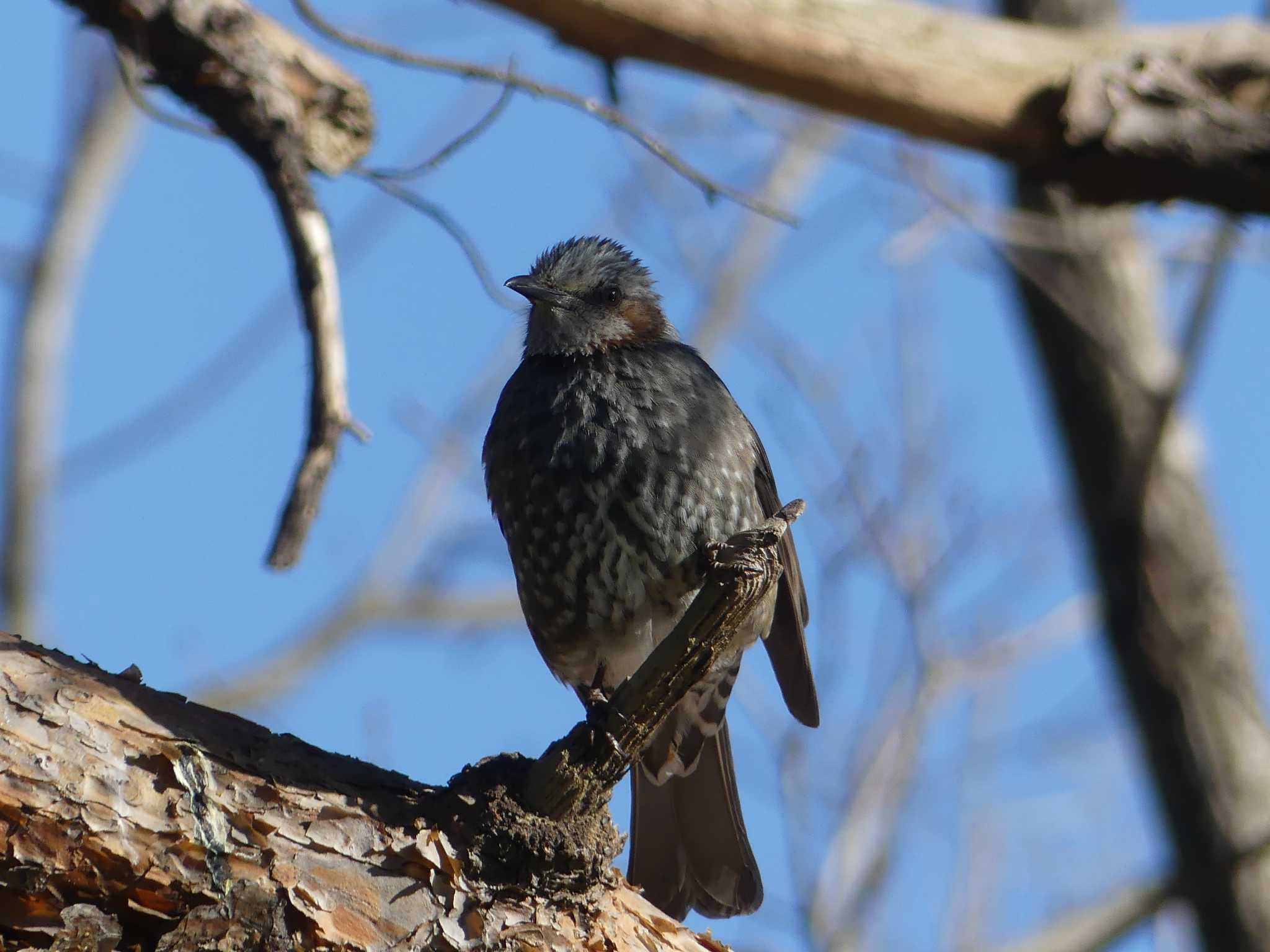 Brown-eared Bulbul