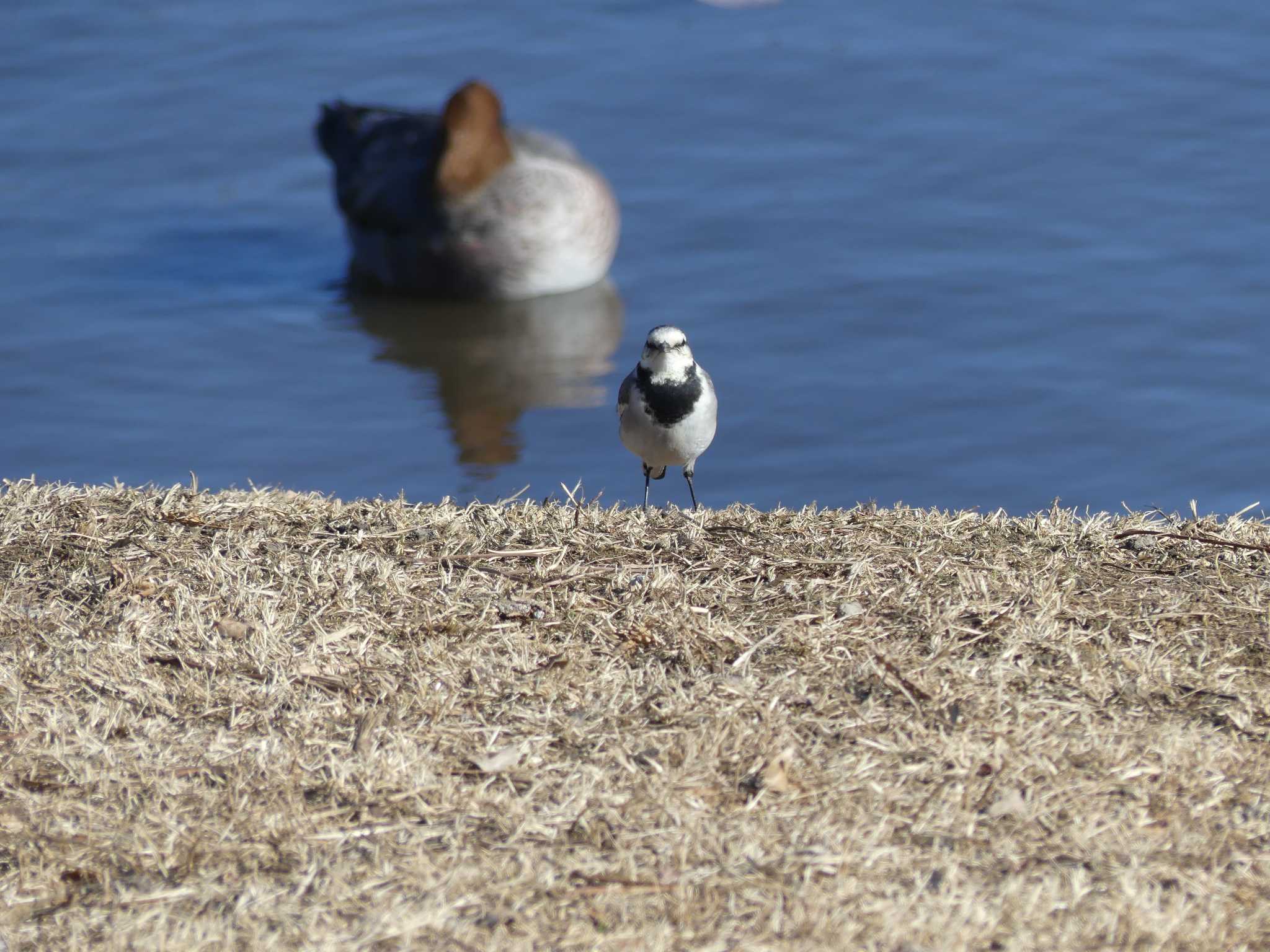 大塚池公園 セキレイの写真 by 栗もなか