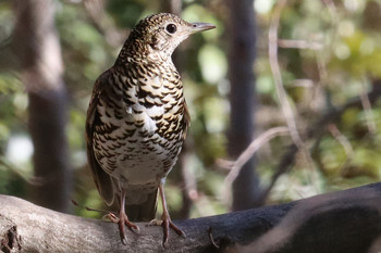 White's Thrush 東京都多摩地域 Mon, 2/4/2019