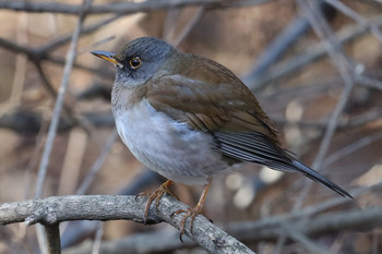 Pale Thrush 東京都多摩地域 Mon, 2/4/2019